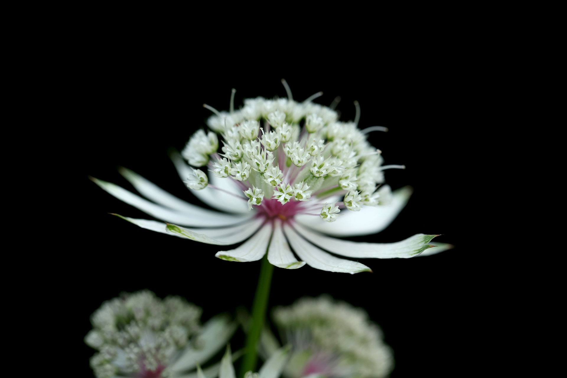 Lumière d'astrance
