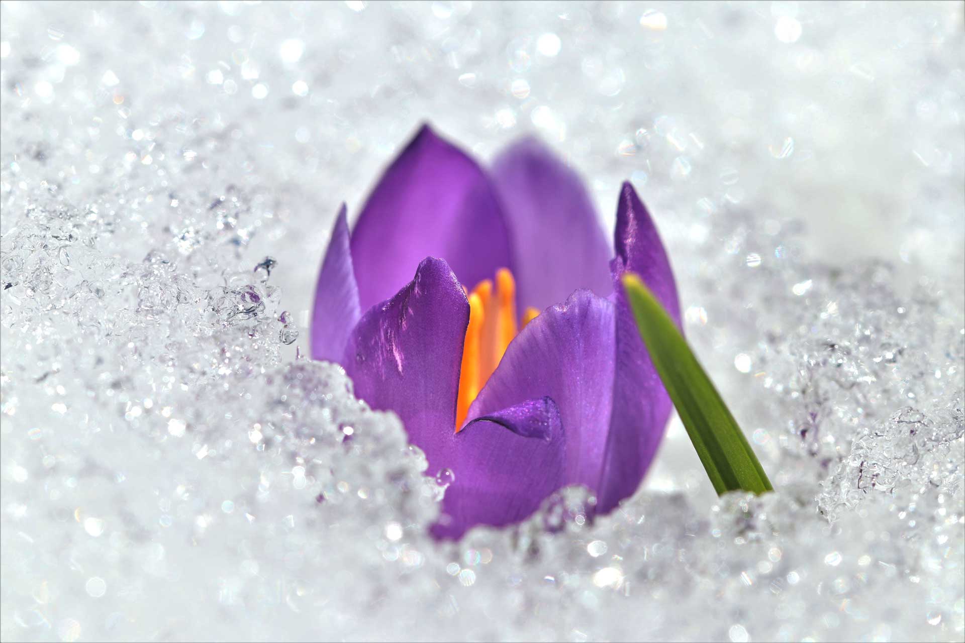 Crocus givré