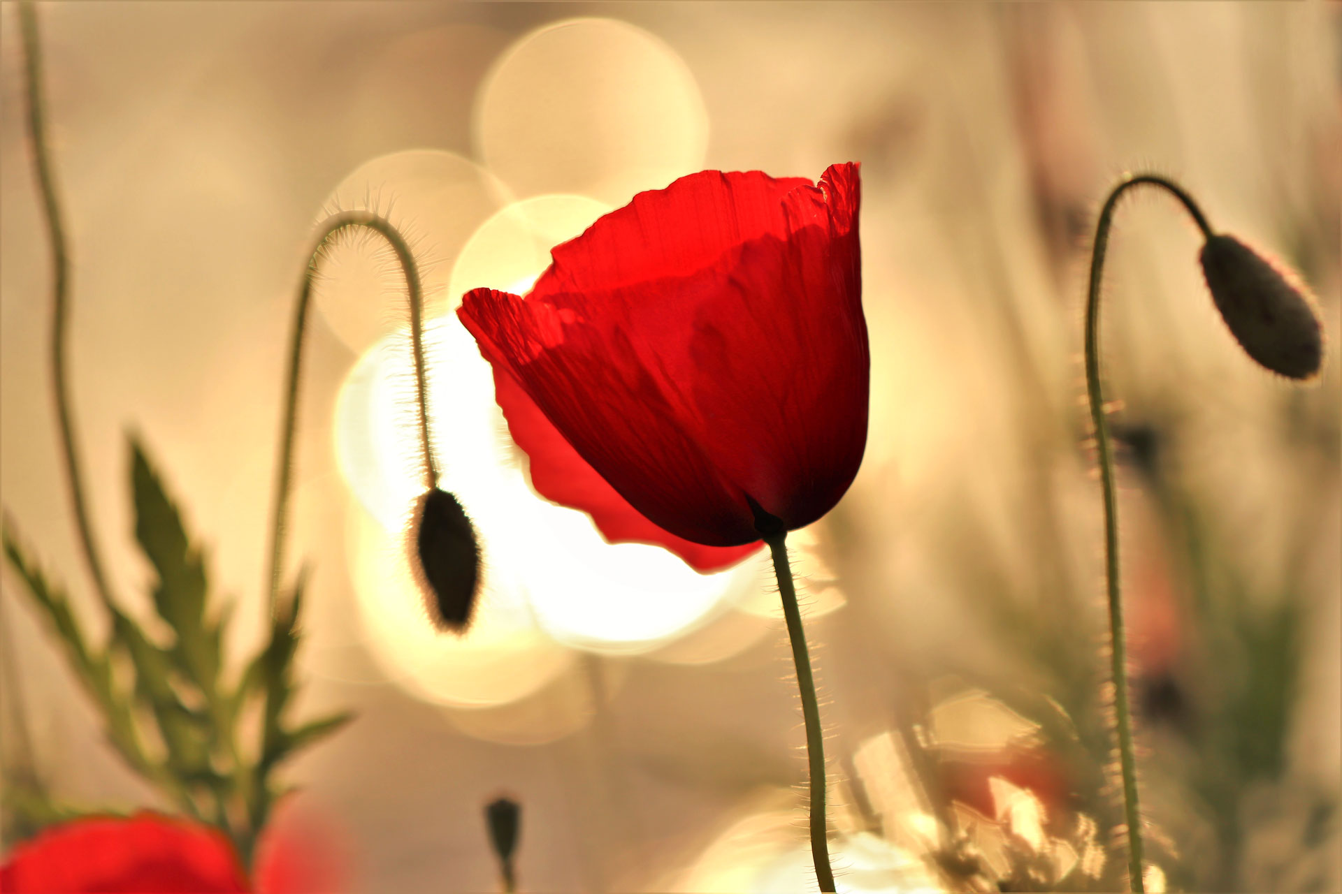 Rouge au soleil couchant