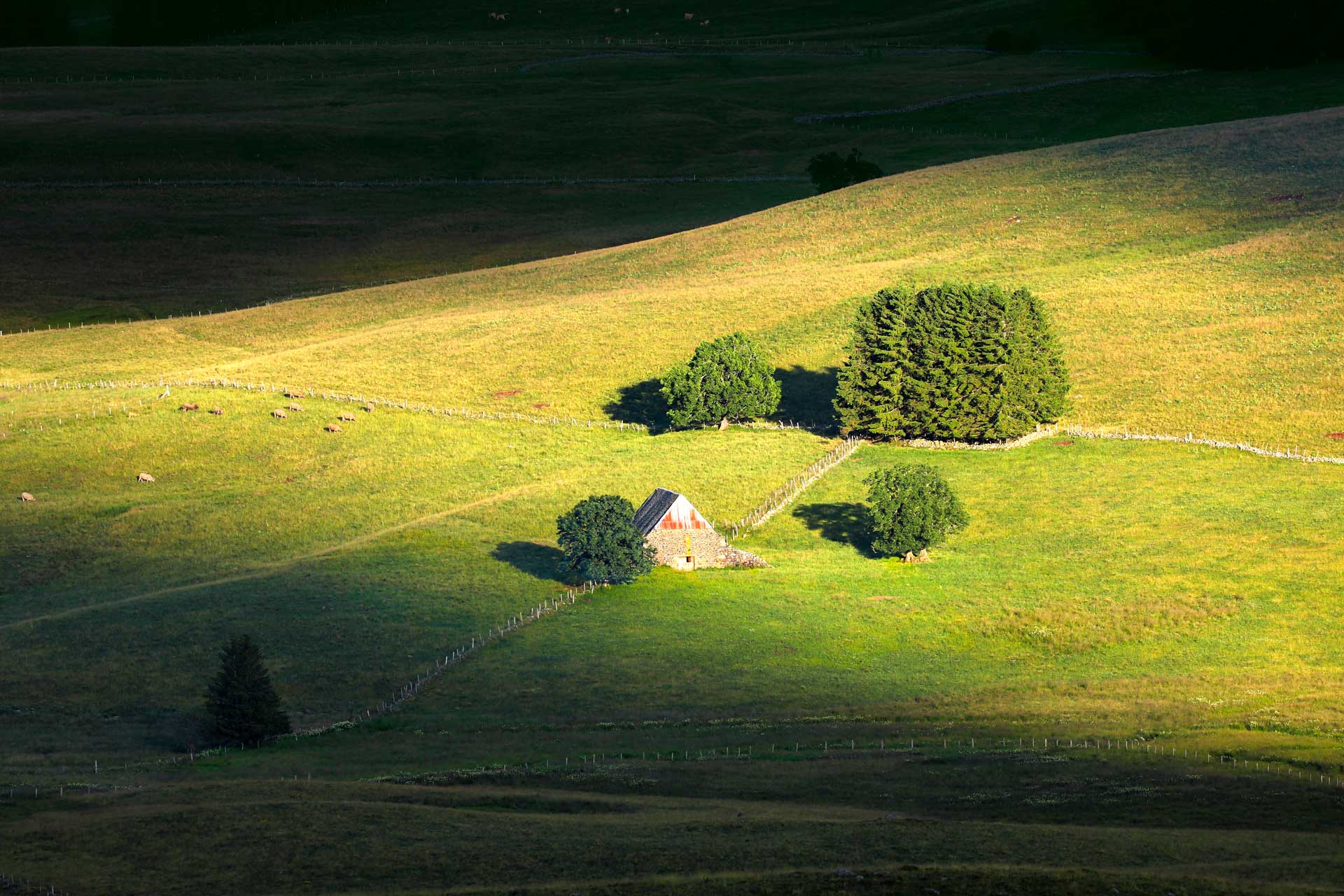 Gardien de l'Aubrac