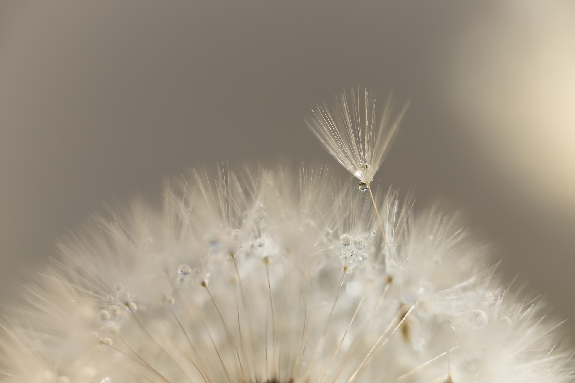 Silence de rosée