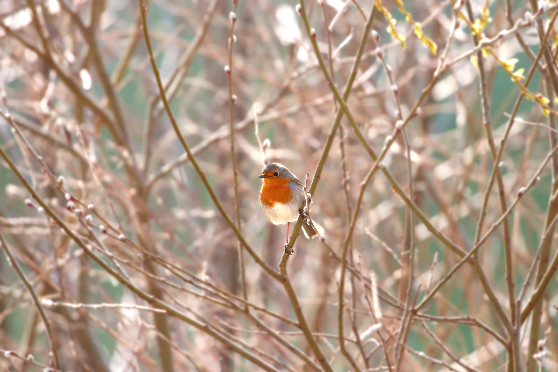 Messager du printemps