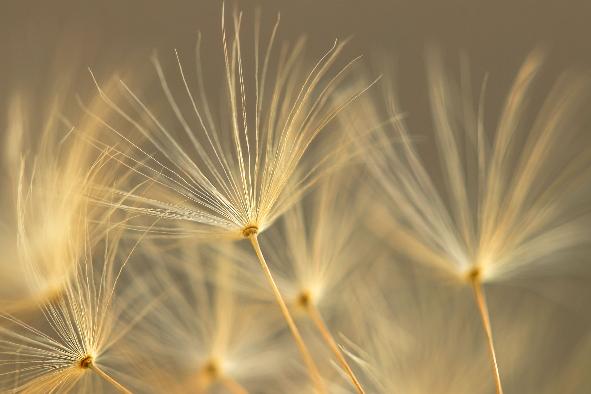 Promesse d'été