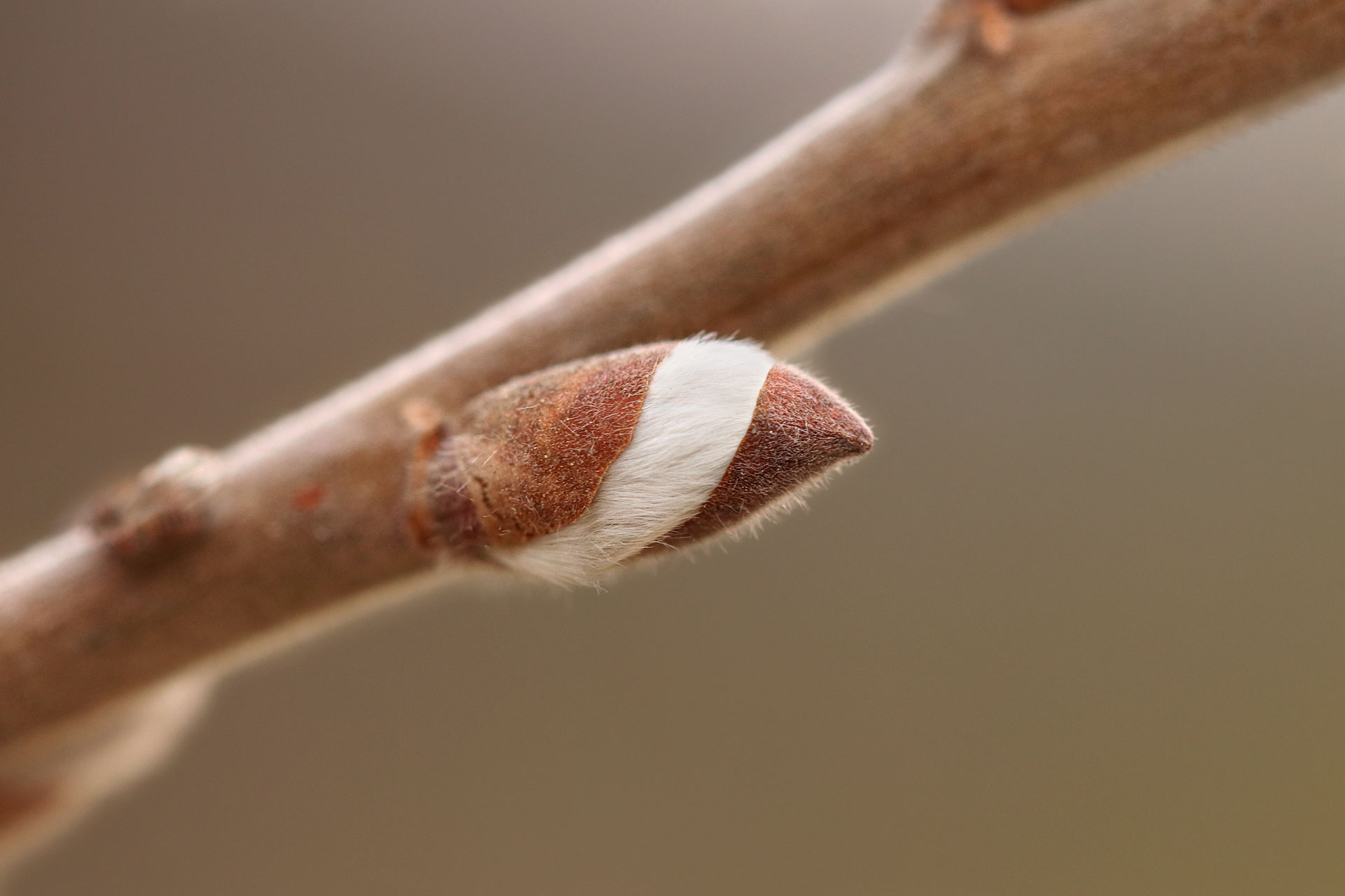 Eclosion végétale