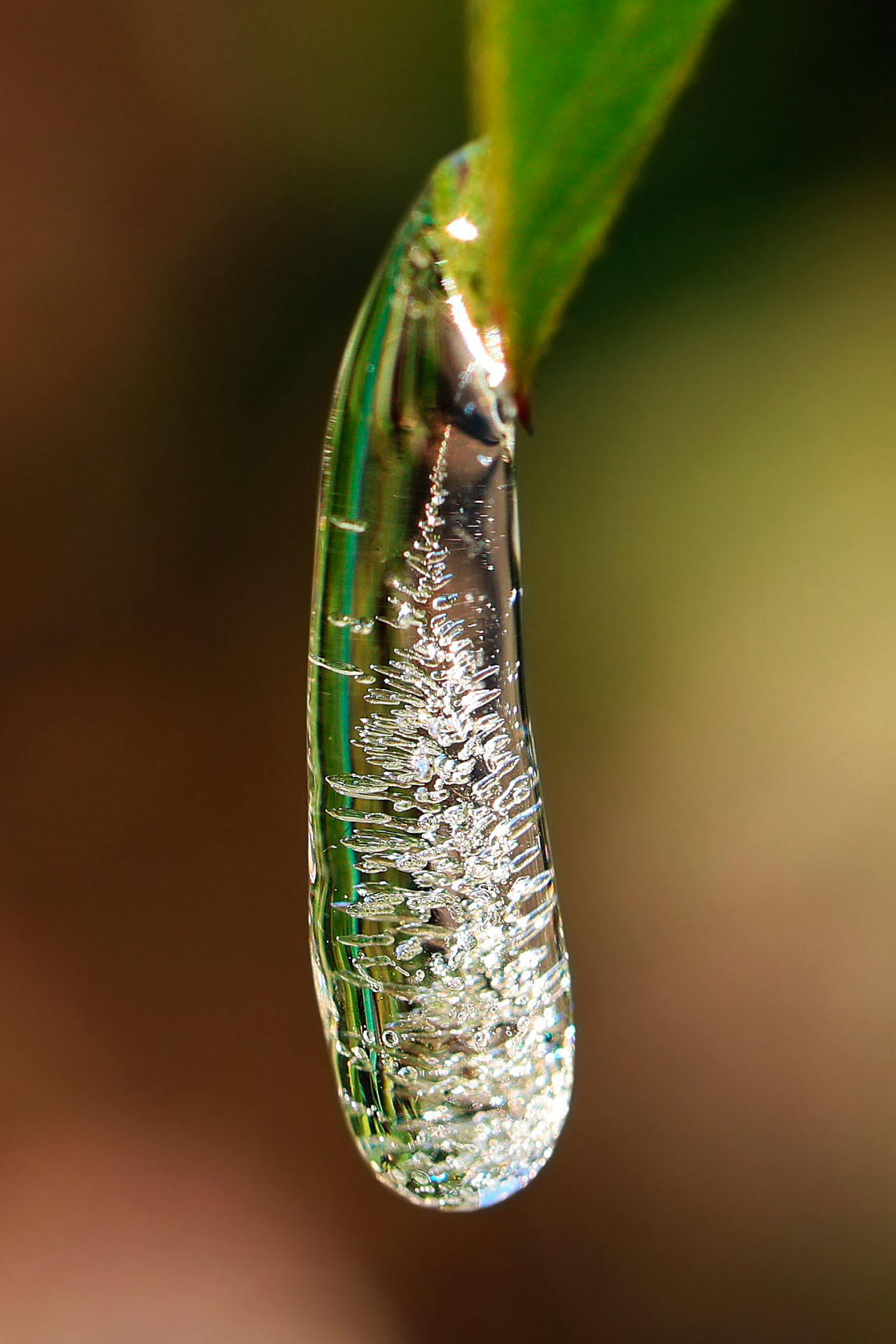 Le sapin de cristal