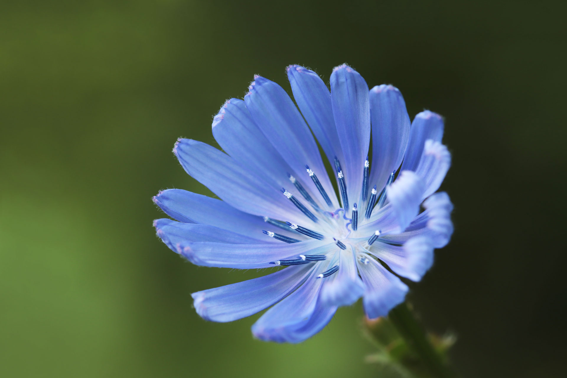 Bleu sauvage