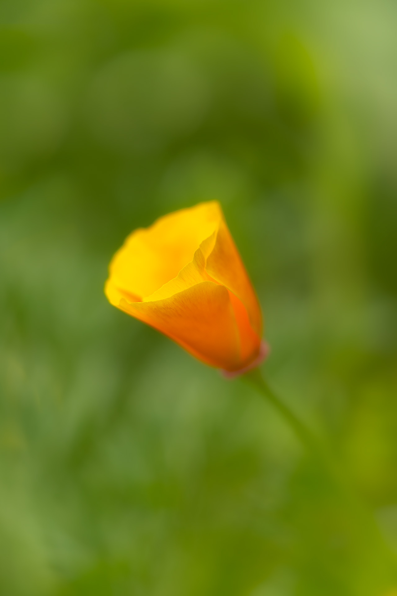 Eclosion du rêve