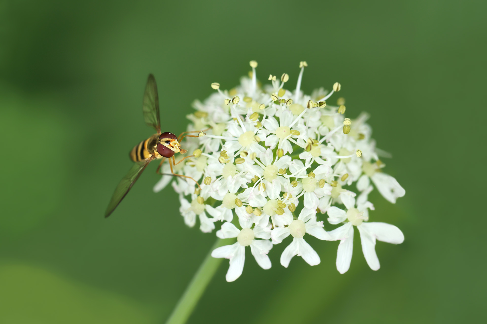 Les ailes du pollen