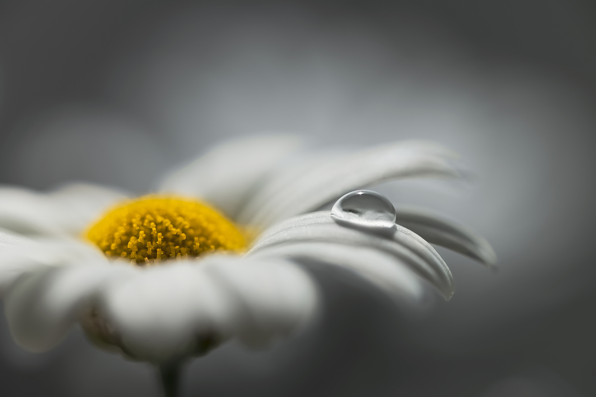 Le baiser de la pluie