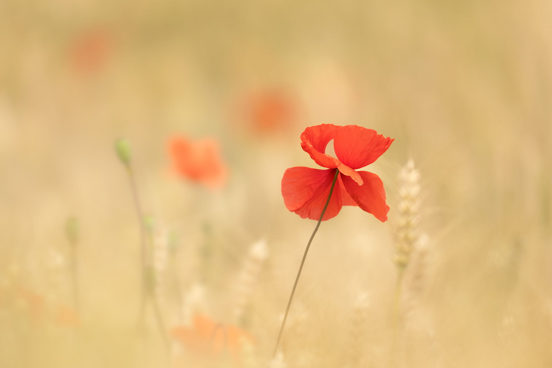 Rouge d'été