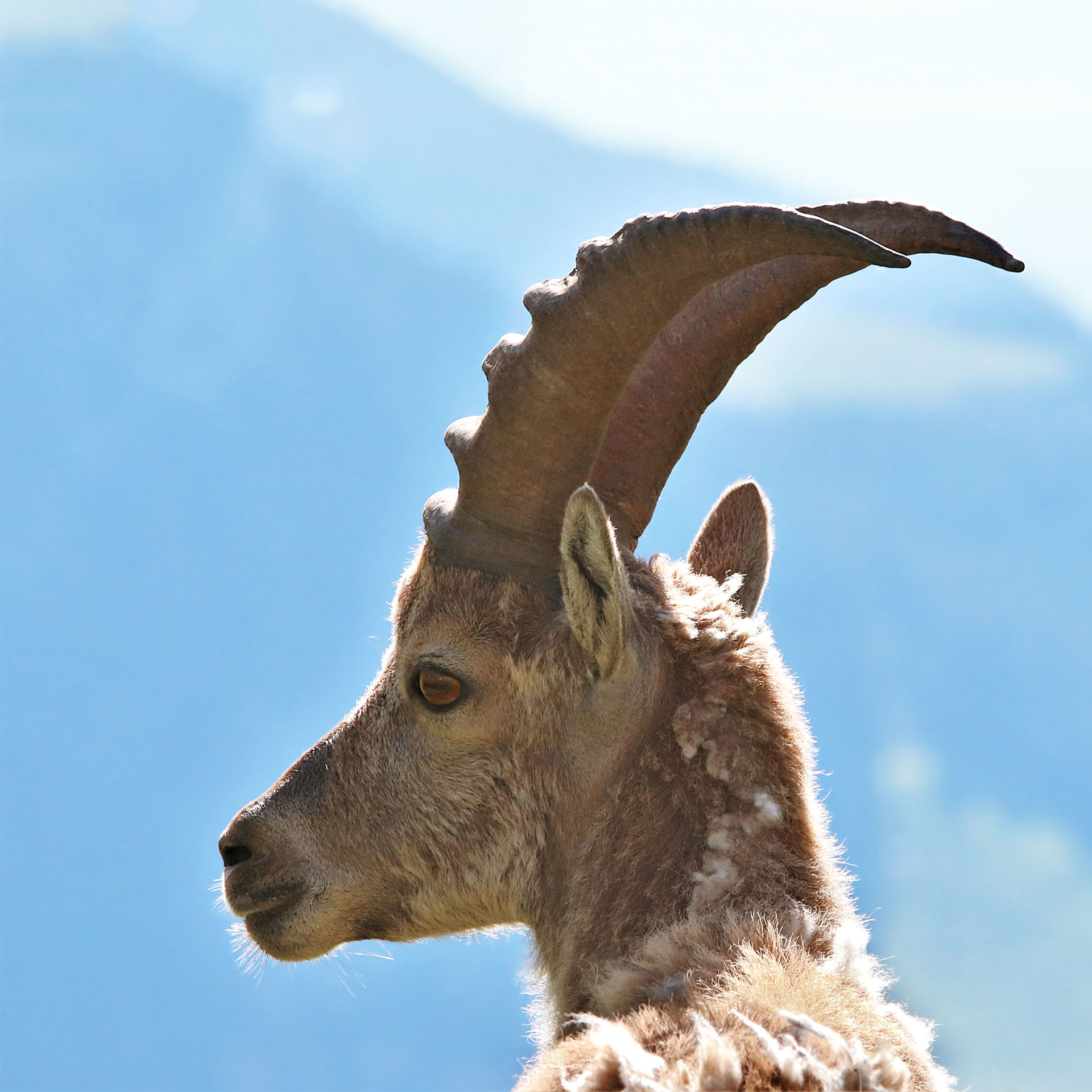 Profil des cimes